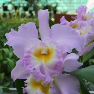 blc._mount_hood_delco_point_1024x1024@2x