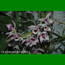 g_DENDROBIUM NOBILE