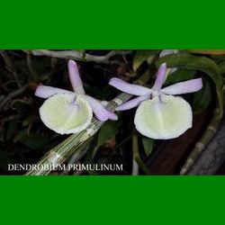 g_DENDROBIUM PRIMULINUM