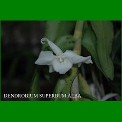g_DENDROBIUM SUPERBUM ALBA
