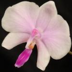 phalaenopsis-lowii_1_1024x1024@2x