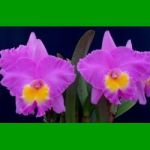 g_BRASSOLAELIOCATTLEYA TRIUMPHAL CORONATION SETO