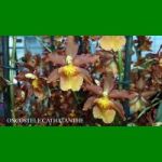 g_ONCOSTELE CATHATANTHE