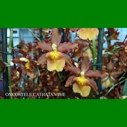 g_ONCOSTELE CATHATANTHE