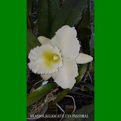 g_BRASSOLAELIOCATTLEYA PASTORAL