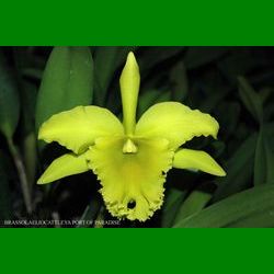 g_BRASSOLAELIOCATTLEYA PORT OF PARADISE GLENERVIES GREEN GIANT