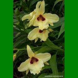 g_DENDROBIUM ALBOSANGUINEUM