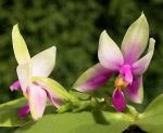 phalaenopsis_bellina_big