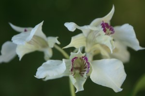 KONICA MINOLTA DIGITAL CAMERA