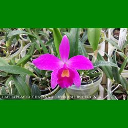 g_LAELIA PUMILA X DAYANA X SOPHRONITHIS COCCINEA