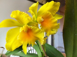 IMG_0830Haw yuan Beauty Gold