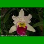 g_BRASSOLAELIOCATTLEYA BEAUTY GIRL CUKOVA
