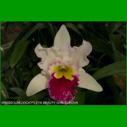 g_BRASSOLAELIOCATTLEYA BEAUTY GIRL CUKOVA