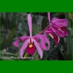 g_CATTLEYA LAWRENCEANA
