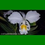 g_CATTLEYA MOSSIAE ALBA