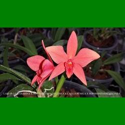 g_LAELIA CINNABARINA X SOPHRONITHIS COCCINEA X LAELIA PUMILA X SOPHRONITHIS COCCINEA