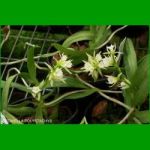 g_OEONIELLA POLYSTACHYS