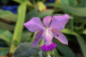 KONICA MINOLTA DIGITAL CAMERA