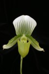 Paph Claire de Lune
