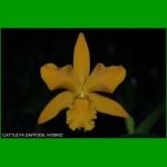 g_CATTLEYA DAFFODIL HYBRID