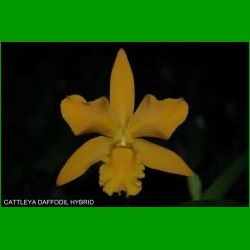 g_CATTLEYA DAFFODIL HYBRID
