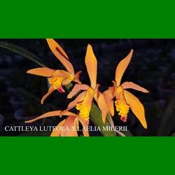 g_CATTLEYA LUTEOLA X LAELIA MILLERII