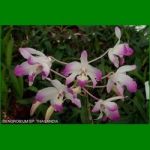 g_dendrobium-sp-thailandia