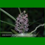 g_ascocentrum christensonianum