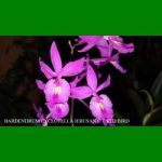 g_bardendrum cyclotella jerusan c t red bird