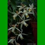 g_coelogyne flaccida