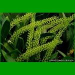 g_liparis condylobulbon