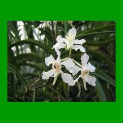 g_papilionanthe vandarum