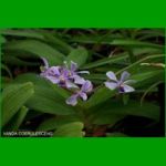 g_vanda coerulescens