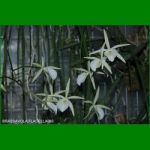 g_BRASSAVOLA FLAGELLARIS
