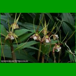 g_DENDROBIUM TETRAGONUM GIGANTEA.JPG