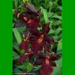 g_COLMANARA WILD CAT BOB CAT