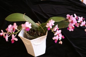 KONICA MINOLTA DIGITAL CAMERA