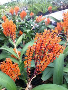 Polystachia paniculata