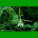 g_EPIDENDRUM NOCTURNUS