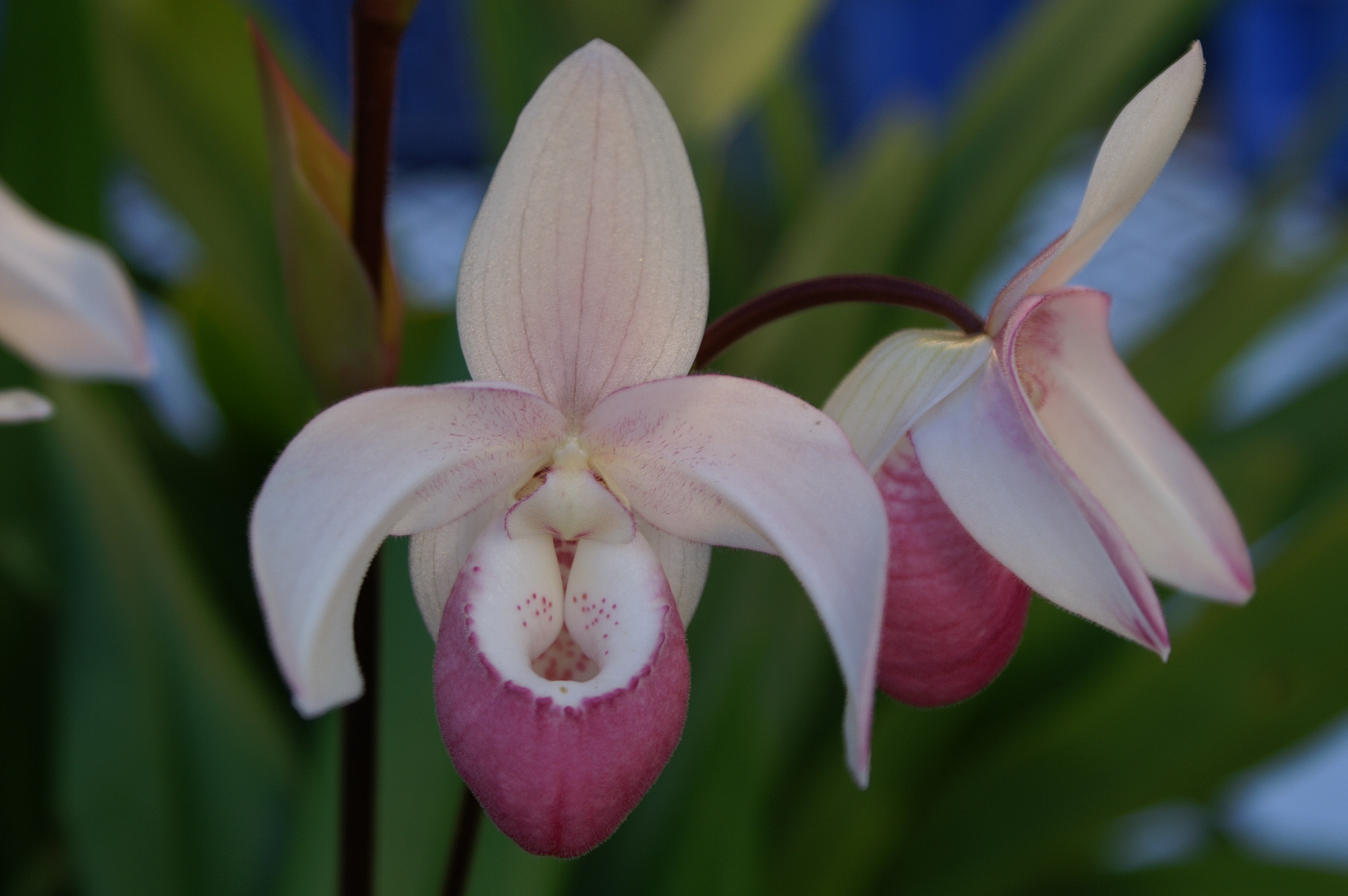 KONICA MINOLTA DIGITAL CAMERA