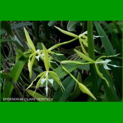 g_EPIDENDRUM CILIARE OERSTEDII