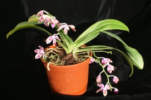 KONICA MINOLTA DIGITAL CAMERA