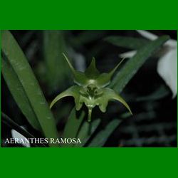 g_AERANTHES RAMOSA.JPG