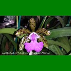 g_CATTLEYA LEOPOLDI LILACINA X ACLANDIAE