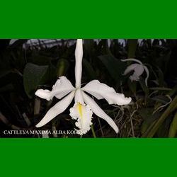 g_CATTLEYA MAXIMA ALBA KOENIG.jpg