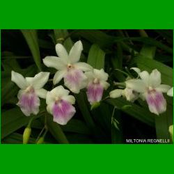 g_MILTONIA REGNELLII