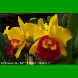 g_BRASSOLAELIOCATTLEYA CHUNYEAH GOOD LIFE