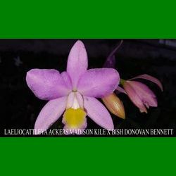 g_LAELIOCATTLEYA ACKERS MADISON KILE X BISH DONOVAN BENNETT