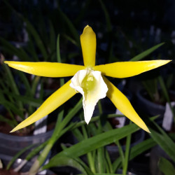 brassavola-nodosa-x-encyclia-citrina
