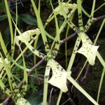 brassia-rex